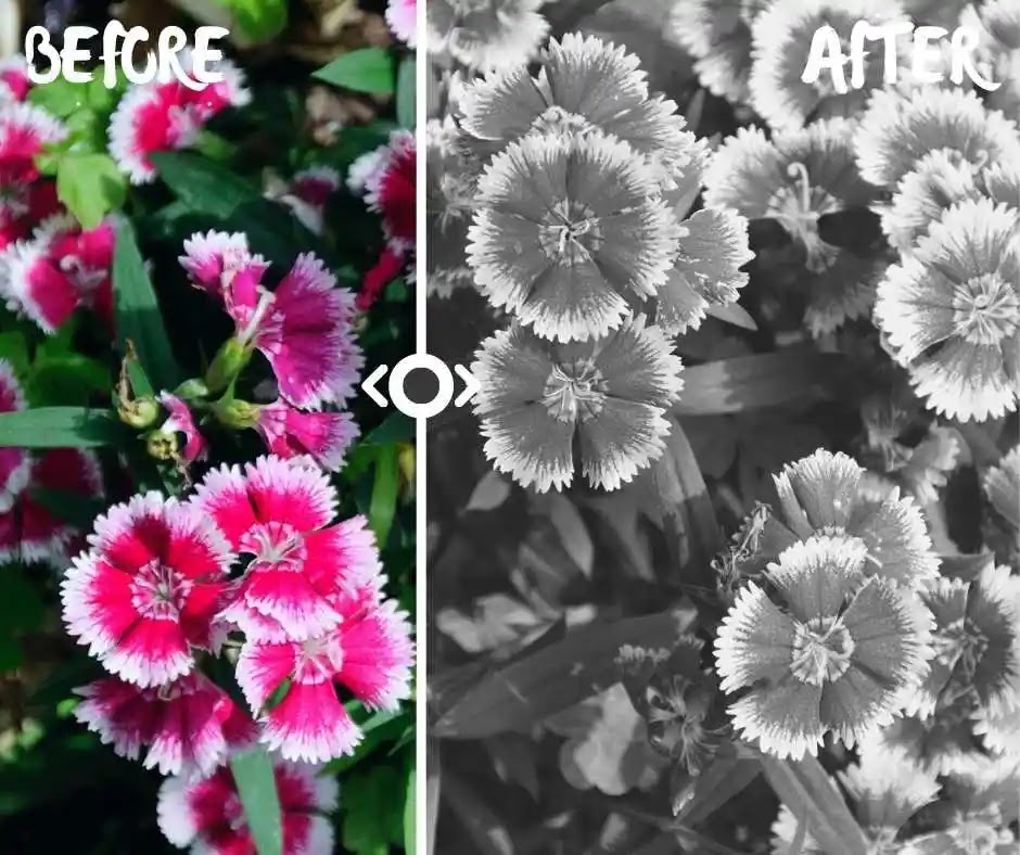 Convert image to black and white no grey ai powered